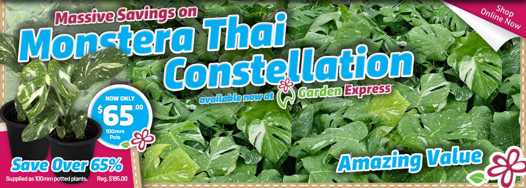 Monstera Thai Constellation - Garden Express Australia
