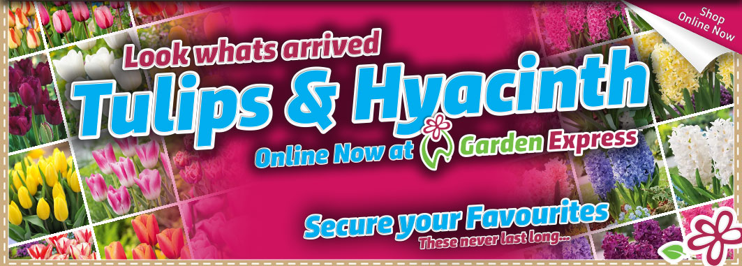 Tulips & Hyacinths Online Now - Garden Express Australia