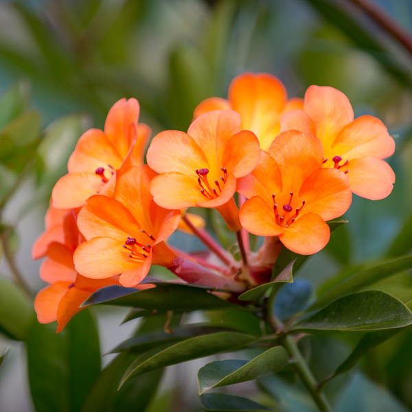 Vireya Rhododendron Orange Way