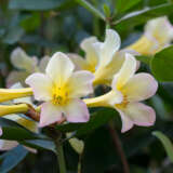 Vireya Rhododendron Sweet Wendy P14virswe 2 - Garden Express Australia