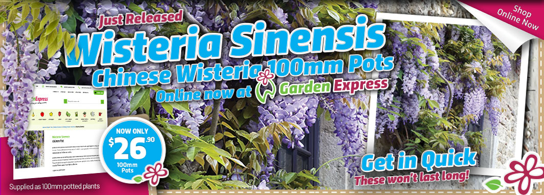 Wisteria Just Released - Garden Express Australia