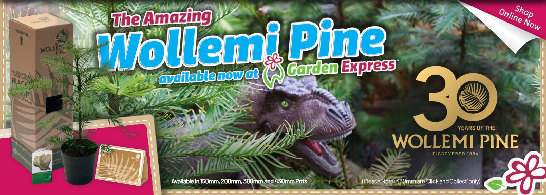 The Wollemi Pine 30 years - Garden Express Australia