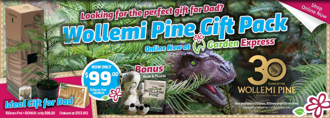 Wollemi Pine Gift Pack - Garden Express Australia