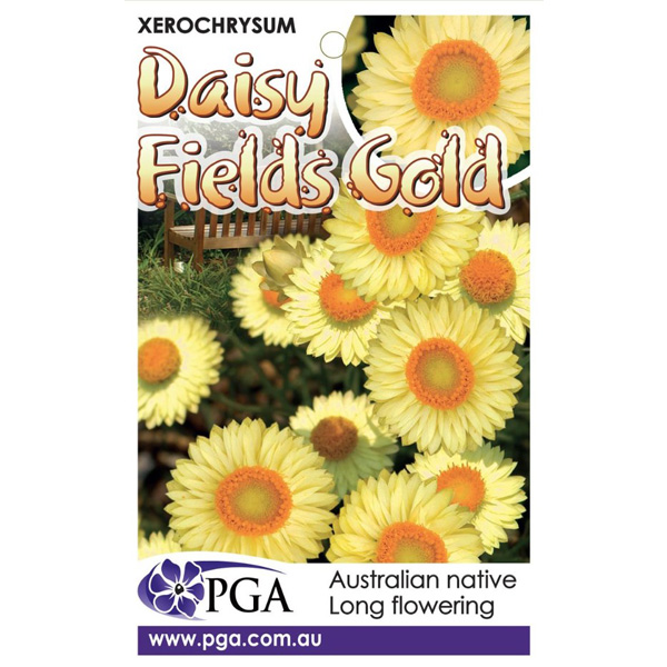 Xerochrysum Daisy Fields Of Gold Garden Express
