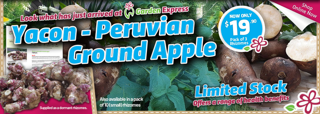 Yacon 3 Pack Large - Garden Express Australia