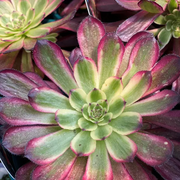 Aeonium Mardi Gras