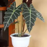 Alocasia Amazon Dwarf P10aloamd - Garden Express Australia