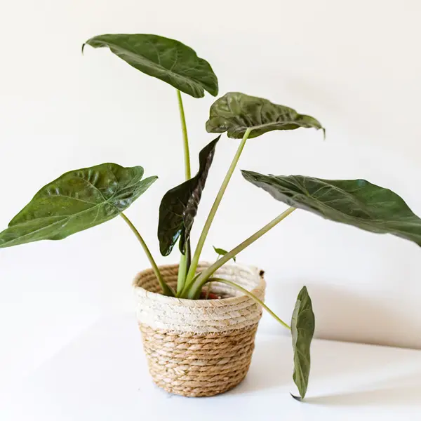 Alocasia Wentii