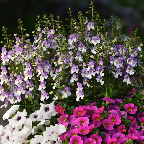 Angelonia Archangel Blue Bicolour