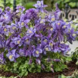 Aquilegia Earlybird Purple Blue P68aquepb - Garden Express Australia