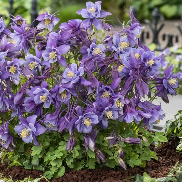 Aquilegia Earlybird Purple & Blue
