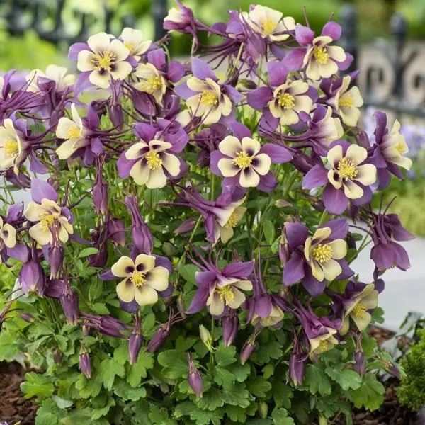 Aquilegia Earlybird Purple & Yellow