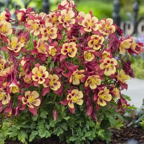 Aquilegia Earlybird Red & Yellow