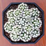 Arizona Snow Cap Cactus P68ariscc - Garden Express Australia