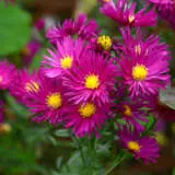 Aster Bahamas Pink P68astbpi - Garden Express Australia