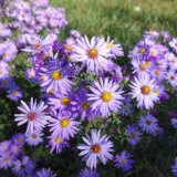 Aster Dove Blue P68astdbl - Garden Express Australia