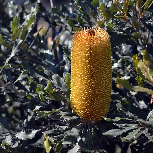 Banksia Growing Guide Banksia Dwarf Golden Candles P14bandgc - Garden Express Australia
