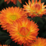 Bracteantha Mohave Orange P68bramor - Garden Express Australia
