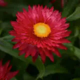 Bracteantha Mohave Purple Red P68brampr - Garden Express Australia