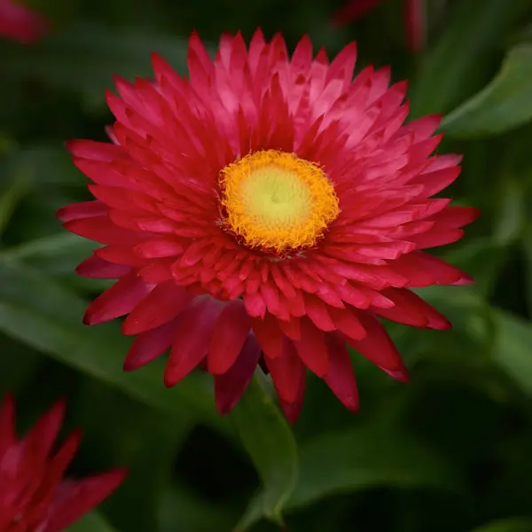 Bracteantha Kimba Gem Bracteantha Kimba Gem