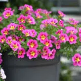 Calibrachoa Starjump Hot Pink P68calshp - Garden Express Australia
