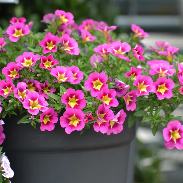 Calibrachoa Starjump Hot Pink