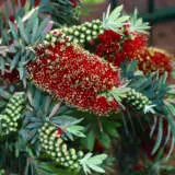 Callistemon Better John P14calbjo - Garden Express Australia