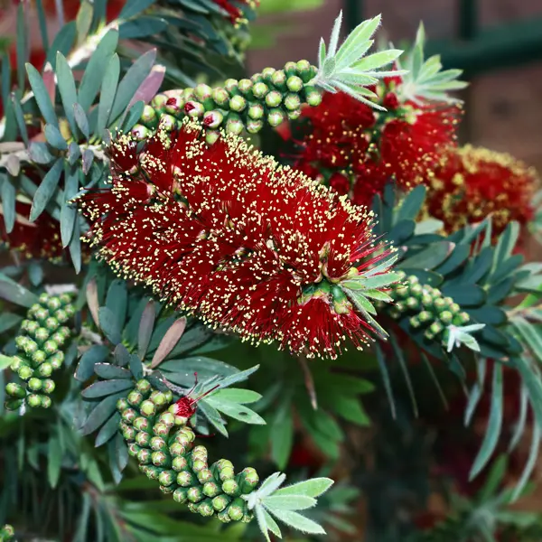 Callistemon Better John (pbr)