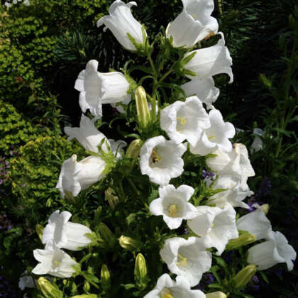Campanula Canterbury Bells White P68camcbw - Garden Express Australia
