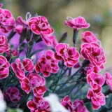 Carnation Purple Wedding P68carpwe - Garden Express Australia