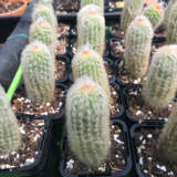 Cactus & Stone plants