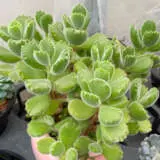 Cotyledon