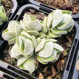 Crassula Ivory Pagoda P68craipa - Garden Express Australia