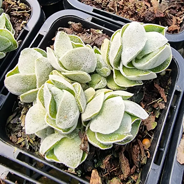 Crassula Ivory Pagoda Crassula Ivory Pagoda