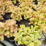 Crassula Rogersii P68crarog - Garden Express Australia