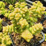 Crassula Tom Thumb P68cratth - Garden Express Australia