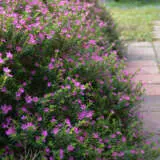 Cuphea Violet P68cupvio - Garden Express Australia