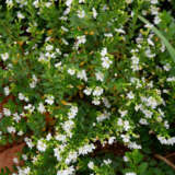 Cuphea White P68cupwhi - Garden Express Australia