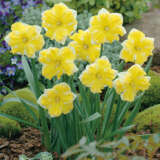 Daffodil Belcanto Pkdafbel 2 - Garden Express Australia