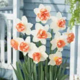 Daffodil Candy Princess Pkdafcpr - Garden Express Australia