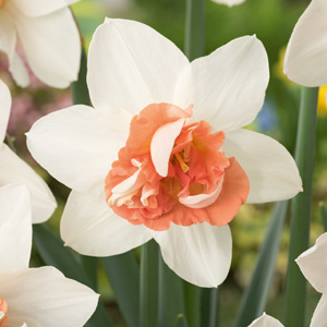 Daffodil Candy Princess Daffodil Candy Princess