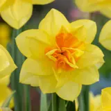 Daffodil Candy Princess Daffodil Candy Princess