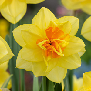 Daffodil Candy Princess