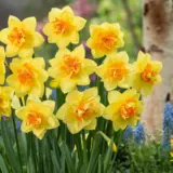Daffodil Flower Parade 2 Pkdaffpa 2025 - Garden Express Australia