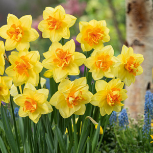 Daffodil Candy Princess