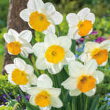 Daffodil Fragrant Breeze Pkdaffbr - Garden Express Australia