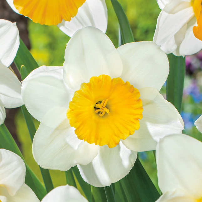 Daffodil Fragrant Breeze Daffodil Fragrant Breeze