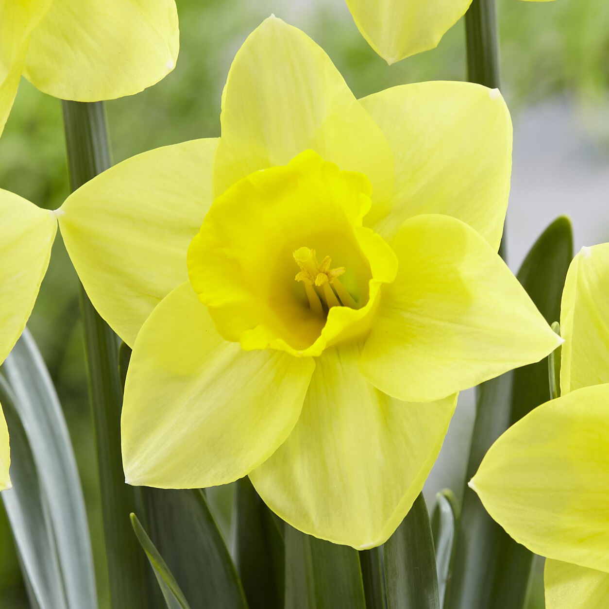 Daffodil Golden Salome