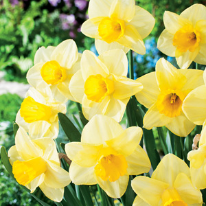 Daffodil Golden Salome - Garden Express
