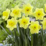 Daffodil Golden Salome Pkdafgsa 2025 - Garden Express Australia